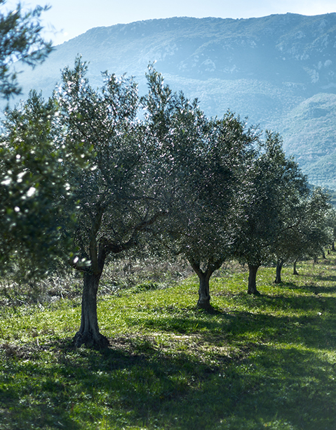 pureolea olive trees