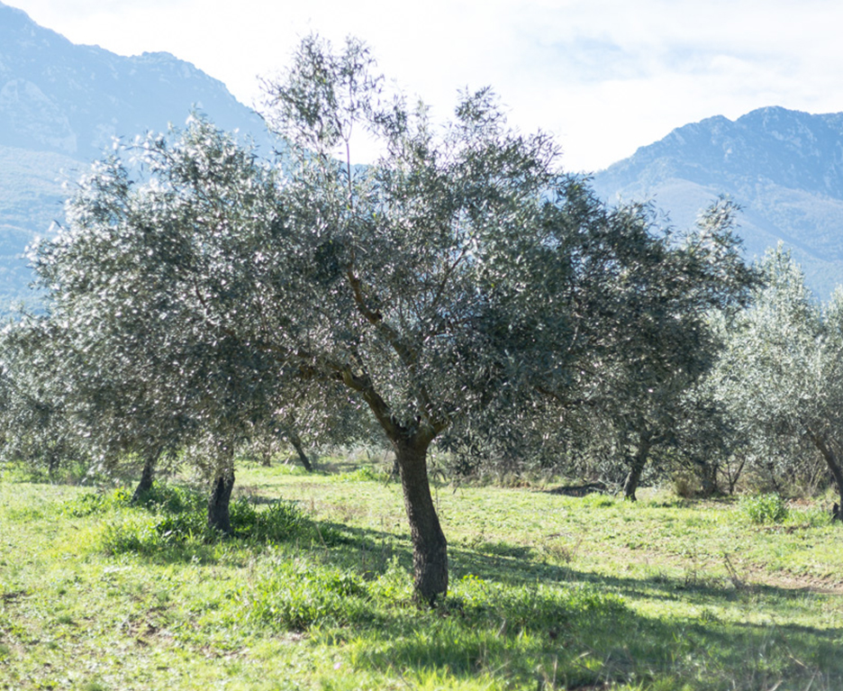pureolea olive tree